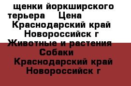 щенки йоркширского терьера. › Цена ­ 15 000 - Краснодарский край, Новороссийск г. Животные и растения » Собаки   . Краснодарский край,Новороссийск г.